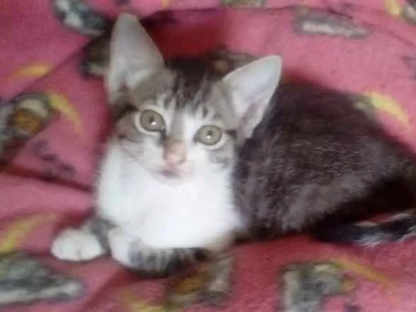 Gato ra a Srd idade Abaixo de 2 meses nome Sara