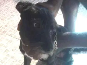 Cachorro raça vira-lata idade 2 a 6 meses nome amora