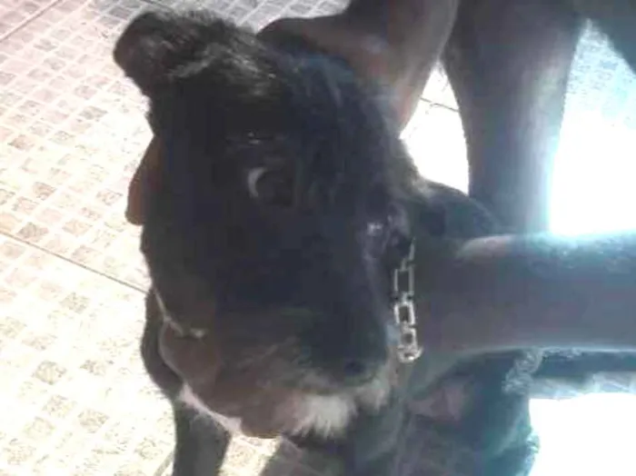 Cachorro ra a vira-lata idade 2 a 6 meses nome amora