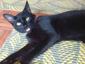 Gato raça Srd idade 7 a 11 meses nome Pandora