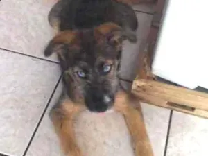 Cachorro raça Mestiço idade 2 a 6 meses nome Messi