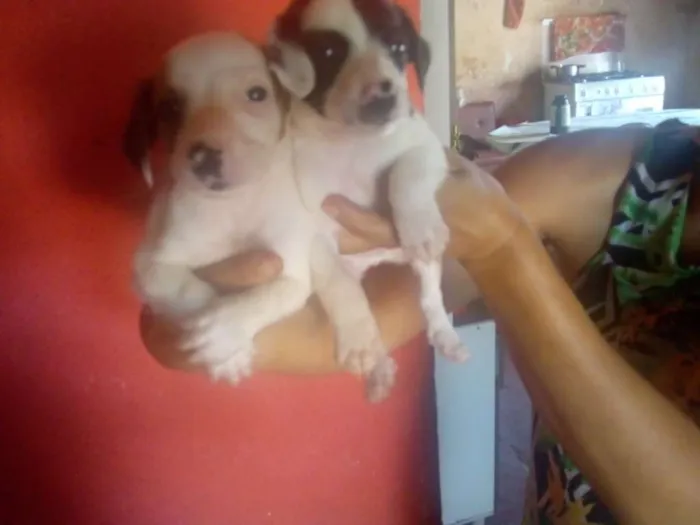 Cachorro ra a Cofap idade 2 a 6 meses nome Bilu