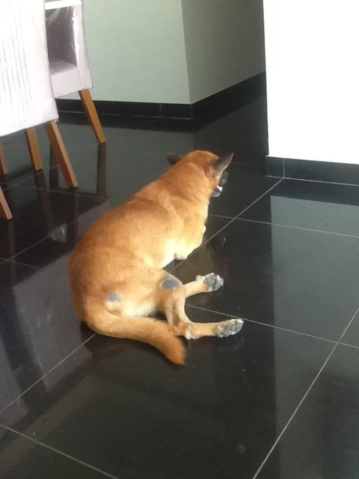Cachorro ra a vira-lata  idade 5 anos nome Apollo