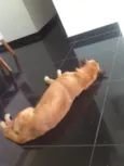Apollo