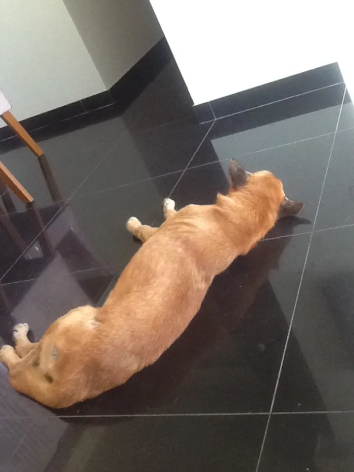 Cachorro ra a vira-lata  idade 5 anos nome Apollo