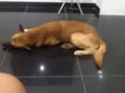 Apollo