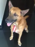 Apollo