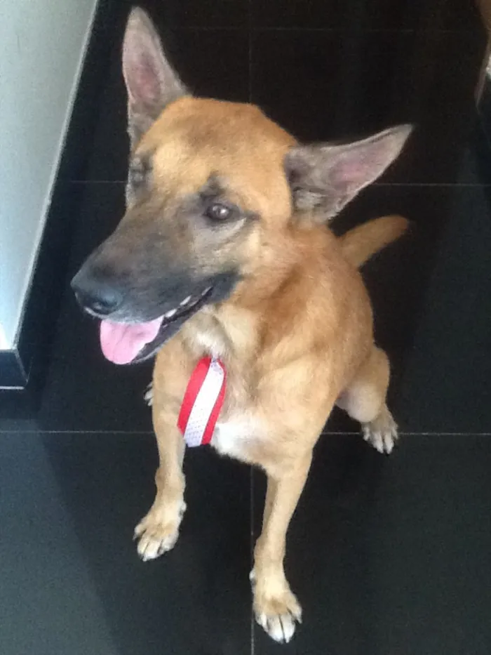 Cachorro ra a vira-lata  idade 5 anos nome Apollo