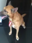 Apollo