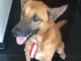 Apollo