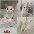 Gato raça Felino idade 2 a 6 meses nome Marrie, Tobias e Flo