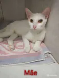 Gato raça Felino idade 2 a 6 meses nome Marrie, Tobias e Flo