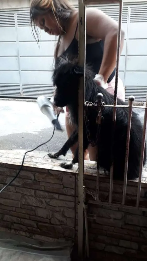 Cachorro ra a Koquer idade 2 anos nome ?