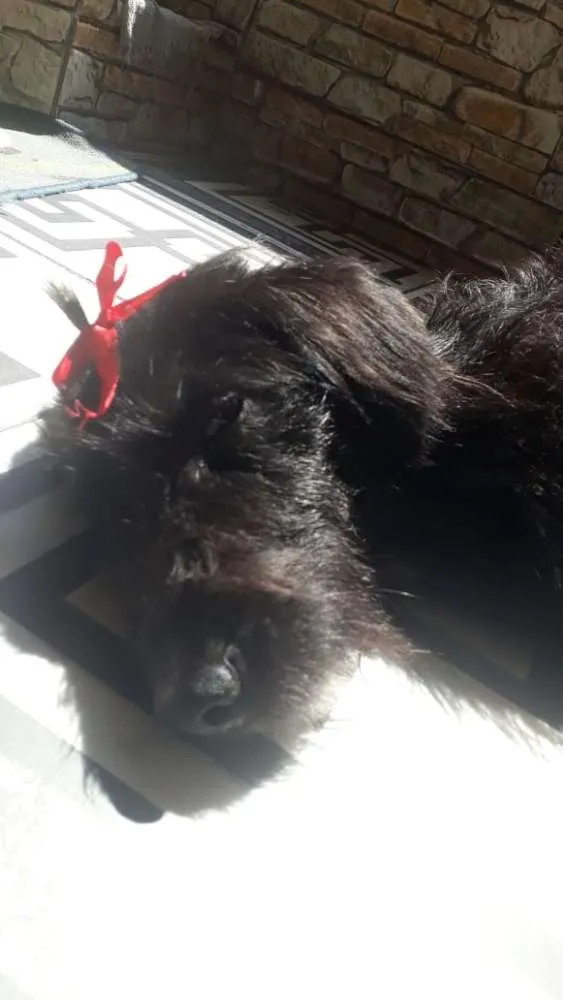 Cachorro ra a Koquer idade 2 anos nome ?