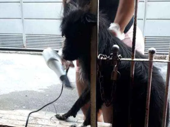Cachorro ra a Koquer idade 2 anos nome ?