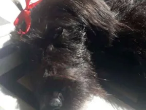 Cachorro raça Koquer idade 2 anos nome ?