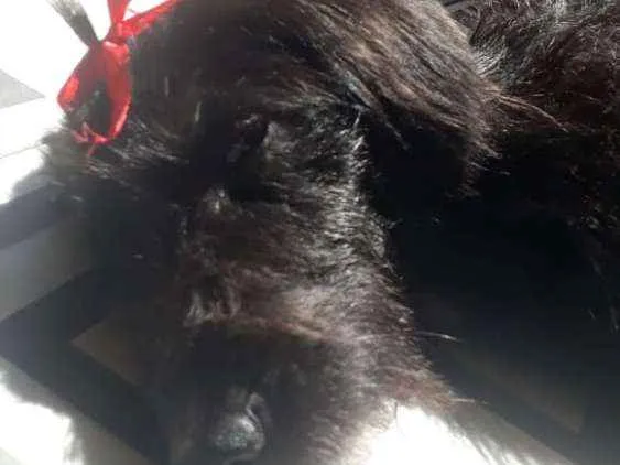 Cachorro ra a Koquer idade 2 anos nome ?