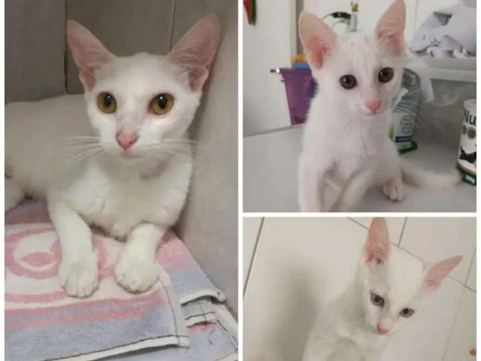 Gato raça Felino idade 2 a 6 meses nome Marrie, Tobias e Flo