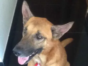 Cachorro raça vira-lata  idade 5 anos nome Apollo