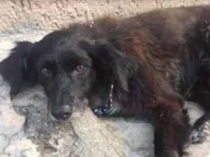 Cachorro raça Canina idade 4 anos nome Tutti