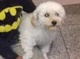 bolinha