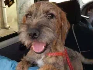 Cachorro raça SRD idade 7 a 11 meses nome Shoyo