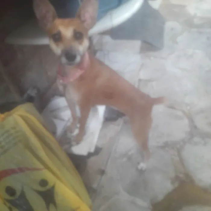 Cachorro raça Vira-lata idade 2 anos nome Mel é bela