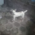 Mel é bela