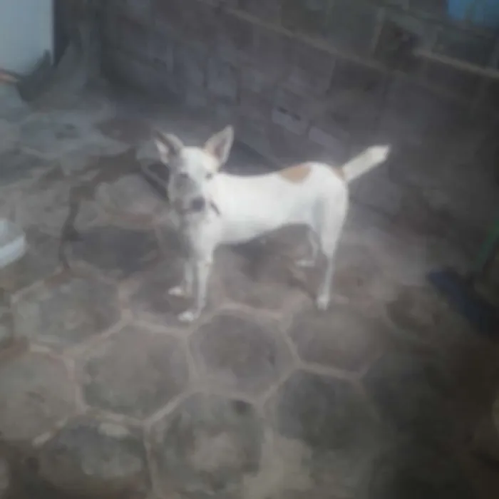Cachorro raça Vira-lata idade 2 anos nome Mel é bela