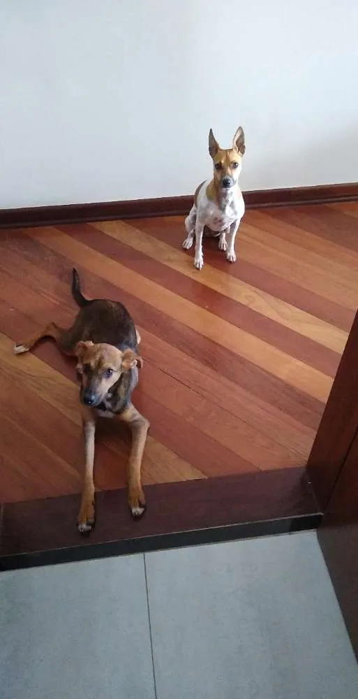 Cachorro ra a SRD idade 1 ano nome Boneca