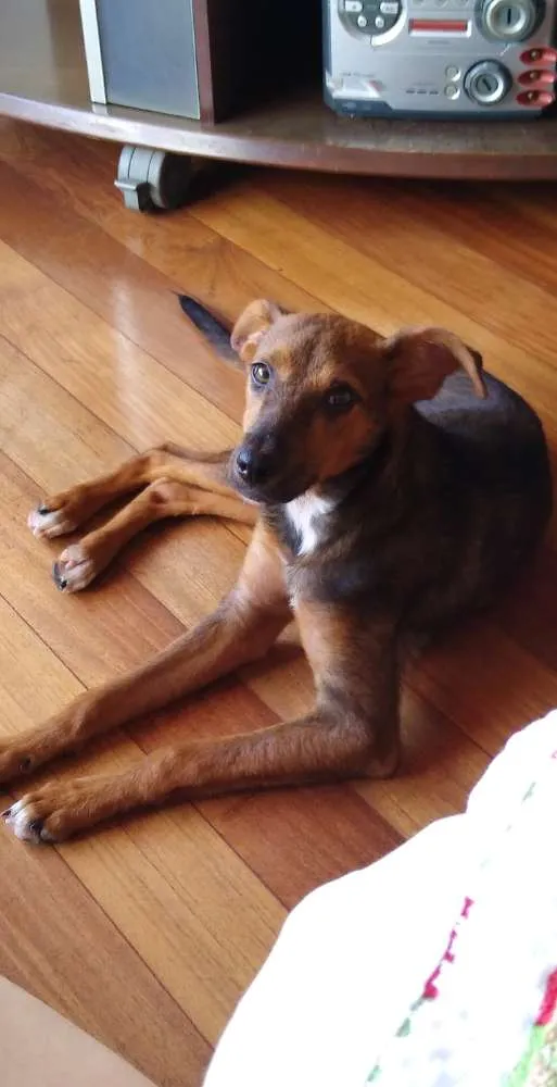 Cachorro ra a SRD idade 1 ano nome Boneca