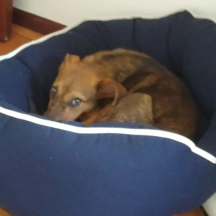 Cachorro ra a SRD idade 1 ano nome Boneca