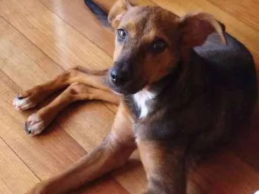 Cachorro ra a SRD idade 1 ano nome Boneca