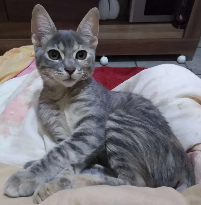Gato raça SRD idade 7 a 11 meses nome FLORZINHA
