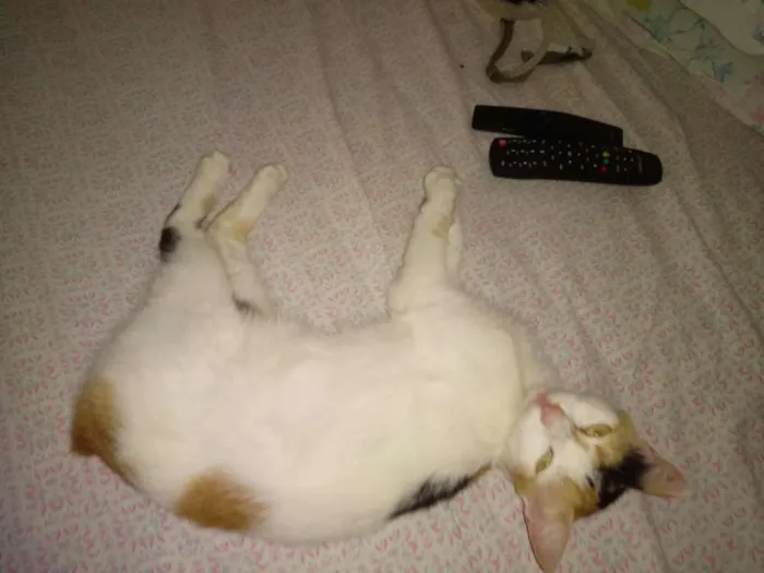 Gato raça SRD idade 2 anos nome AMORA