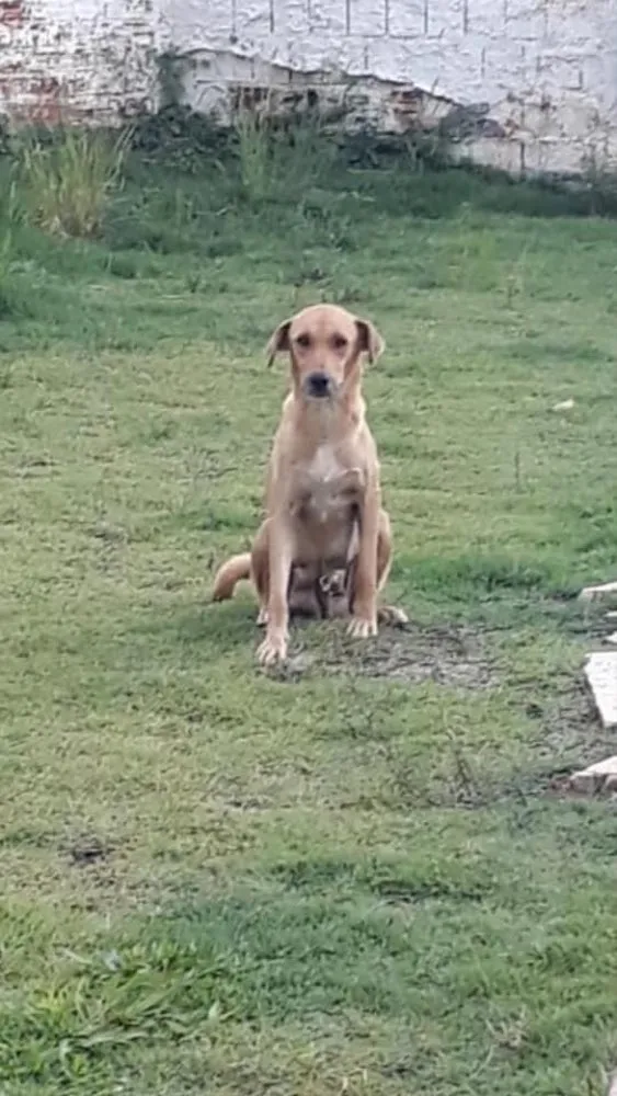 Cachorro ra a SRD idade 2 anos nome Princesa