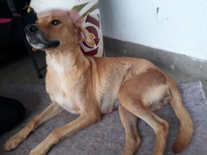 Cachorro ra a SRD idade 2 anos nome Princesa