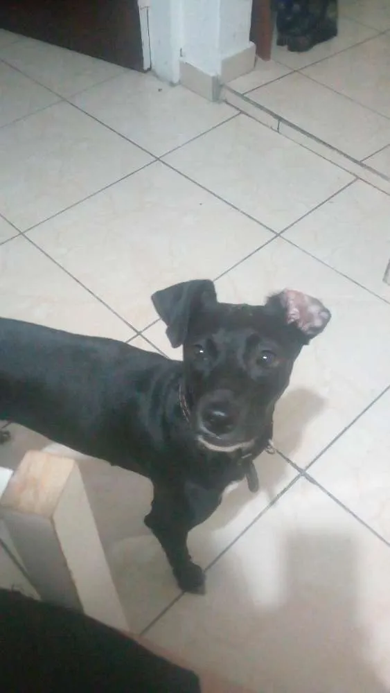Cachorro ra a Srd idade 2 anos nome Neguinha