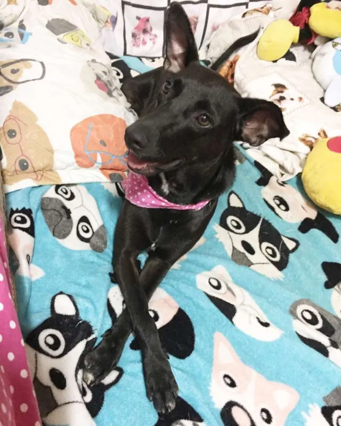 Cachorro ra a SRD idade 2 anos nome Cindy