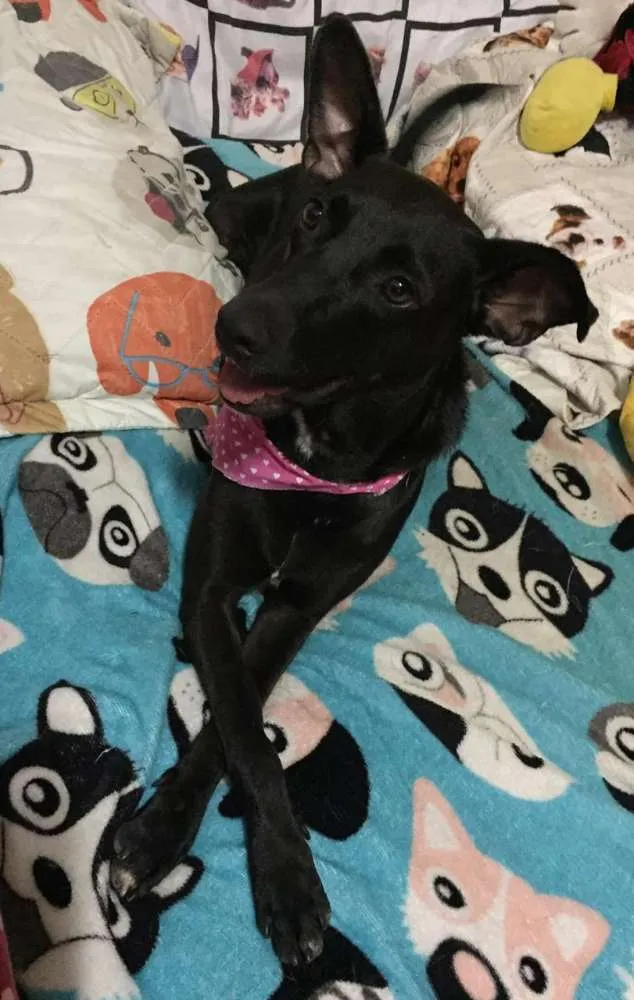 Cachorro ra a SRD idade 2 anos nome Cindy