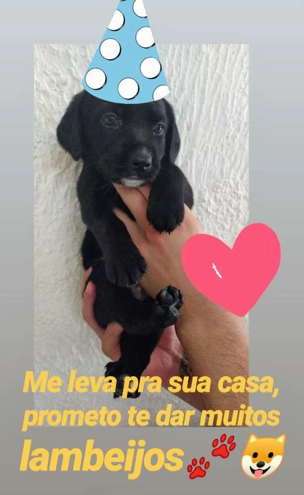 Cachorro ra a SRD idade Abaixo de 2 meses nome Filhotes lindos