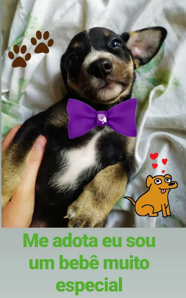 Cachorro ra a SRD idade Abaixo de 2 meses nome Filhotes lindos