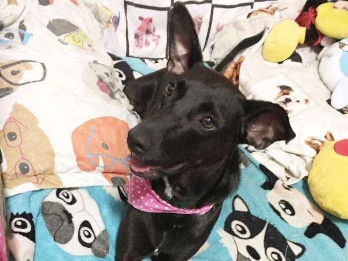 Cachorro ra a SRD idade 2 anos nome Cindy