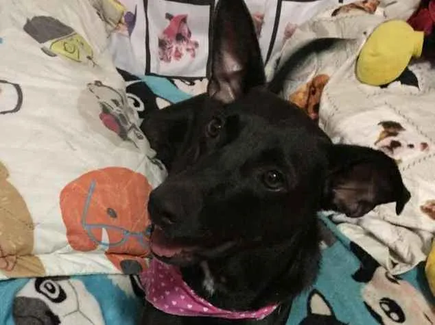 Cachorro ra a SRD idade 2 anos nome Cindy