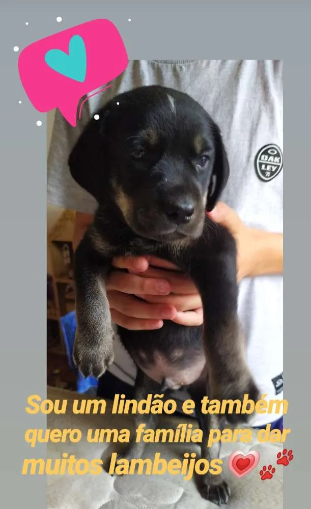 Cachorro ra a SRD idade Abaixo de 2 meses nome Filhotes lindos