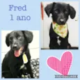 FRED