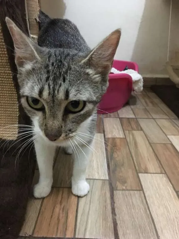 Gato ra a SRD idade 1 ano nome Loudes