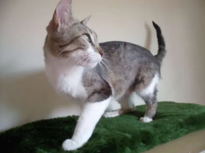 Gato ra a SRD idade 1 ano nome Loudes