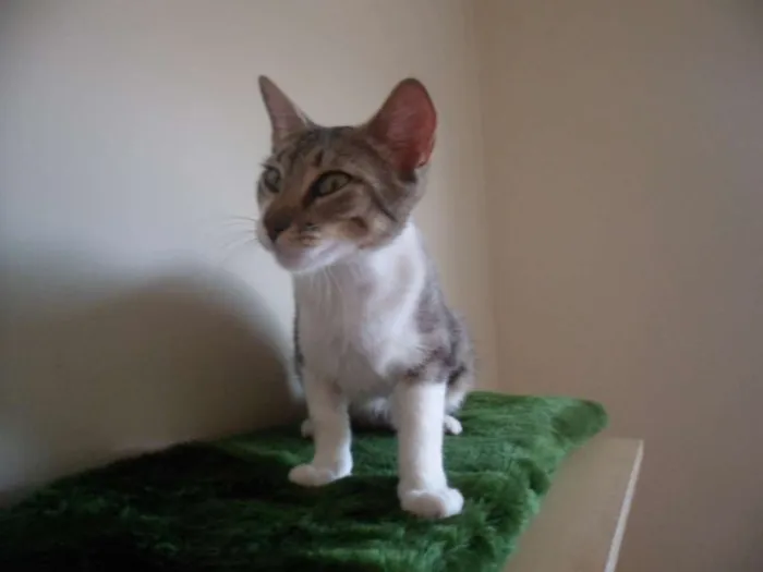 Gato ra a SRD idade 1 ano nome Loudes