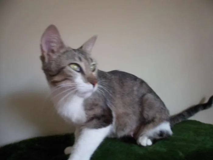 Gato ra a SRD idade 1 ano nome Loudes